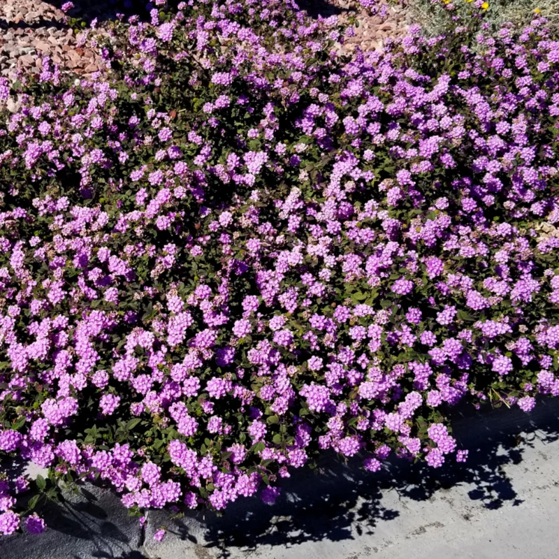 Lantana Live Plants - 2 Pack Perennial Flowers 4-9 Inch Tall for Outdoor Planting