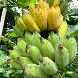 Banana Tree Live Plant - Cold Hardy Tropical Fruit Seedling 4-8 Inch