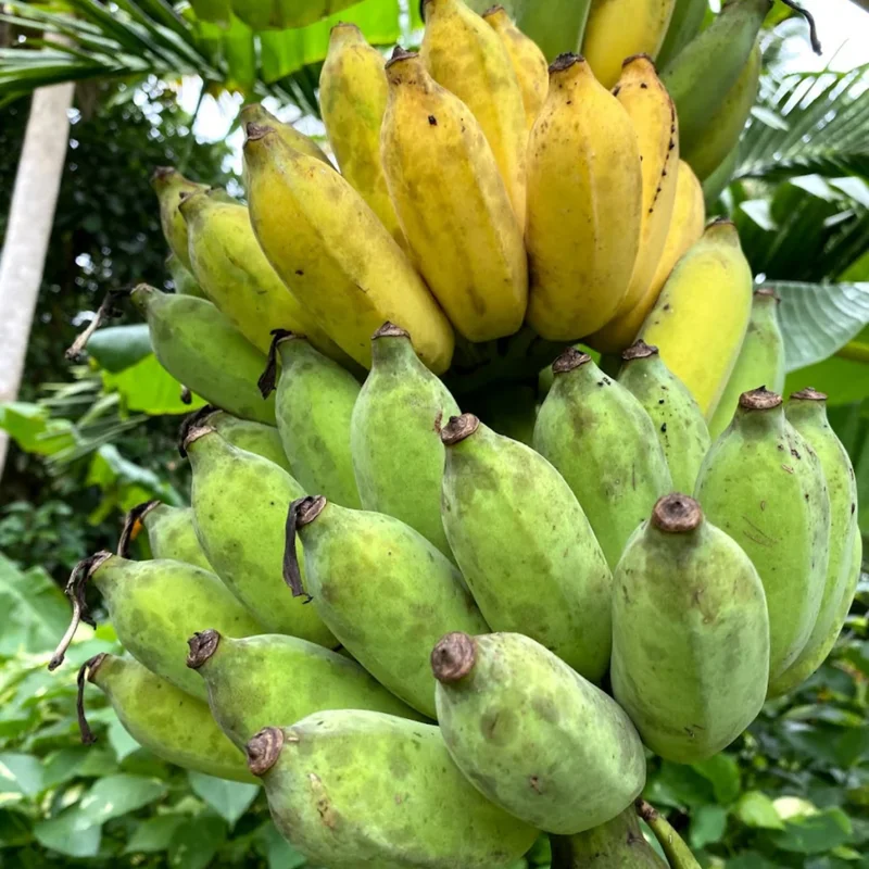 Banana Tree Live Plant - Cold Hardy Tropical Fruit Seedling 4-8 Inch