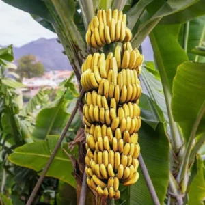 Banana Tree Live Plant Tropical Fruit Seedling 4-8