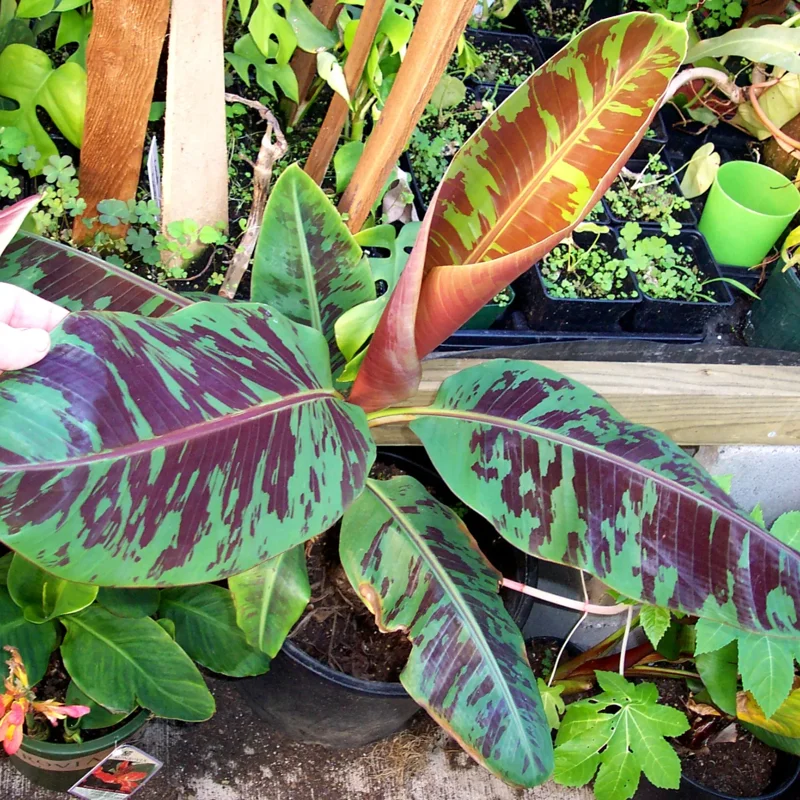 Banana Tree Live Plant Tropical Fruit Seedling 4-8" Tall Cold Hardy