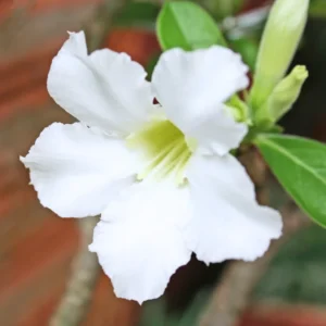 Desert Rose Plant Live - 4-7" Adenium Flowering Succulent Seedling