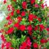Red Mandeville Vine Plants - Live, Well Rooted, 4-7 Inches Tall, Red Flowers
