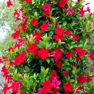 Red Mandeville Vine Plants - Live, Well Rooted, 4-7 Inches Tall, Red Flowers