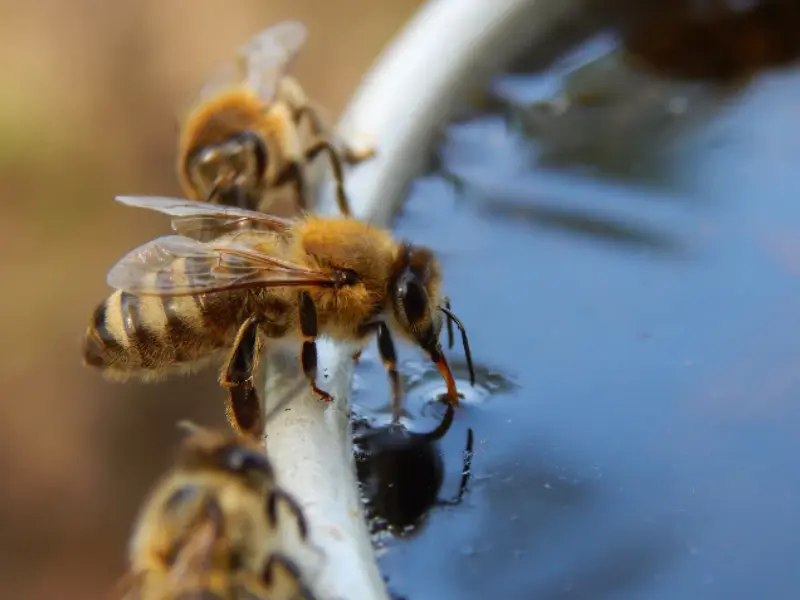 imple water source for pollinators