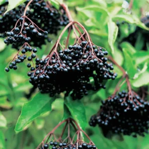 Black Elderberry Plants - 5 Live Bareroots, 6-12 Inch Tall - American Elderberry Bush