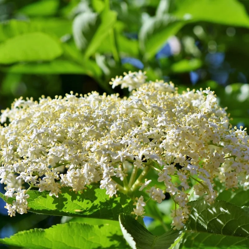 Black Elderberry Plants - 5 Live Bareroots, 6-12 Inch Tall - American Elderberry Bush