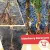 Black Elderberry Plants - 5 Live Bareroots, 6-12 Inch Tall - American Elderberry Bush
