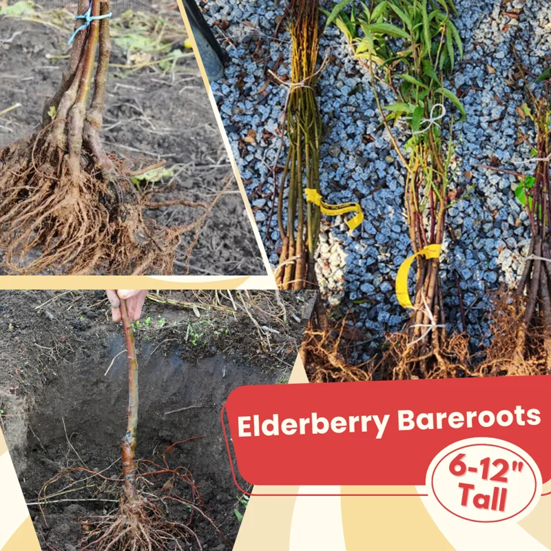 Black Elderberry Plants - 5 Live Bareroots, 6-12 Inch Tall - American Elderberry Bush