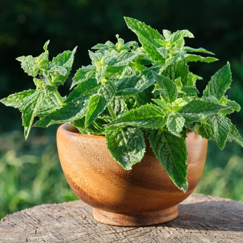 Lemon Balm Plants - Set of 3 Live Herb Seedlings 4-6" Tall Well Rooted
