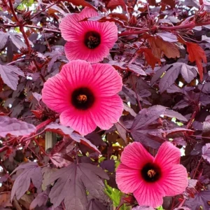 Cranberry Hibiscus Plants Live - Pack of 2 Red Hibiscus Flowering Plants 4-6 inch
