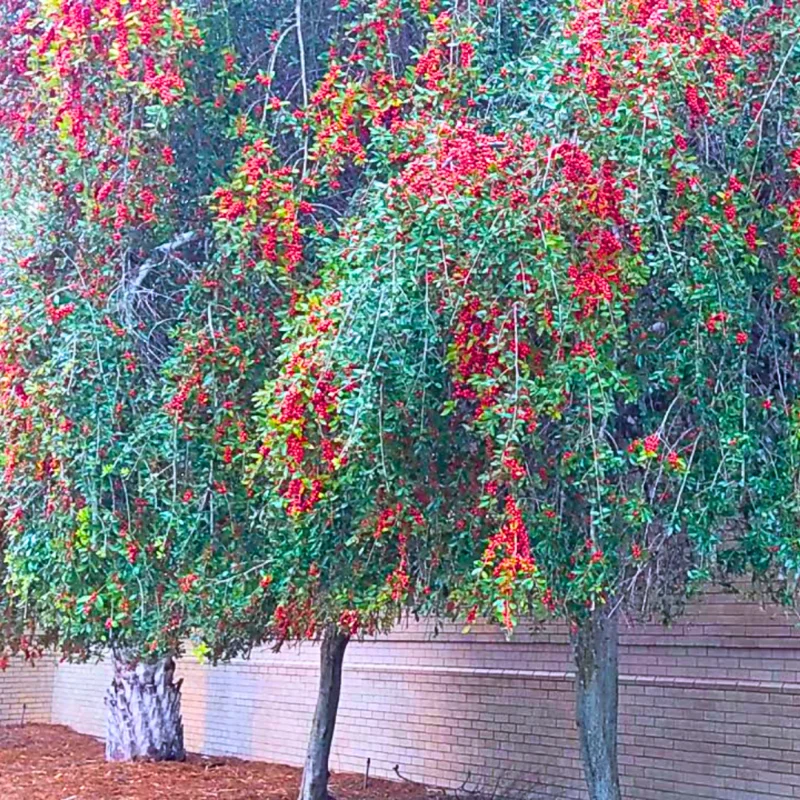 Ornamental Weeping Yaupon Holly Shrub - 4-8" Live Plant for Landscaping
