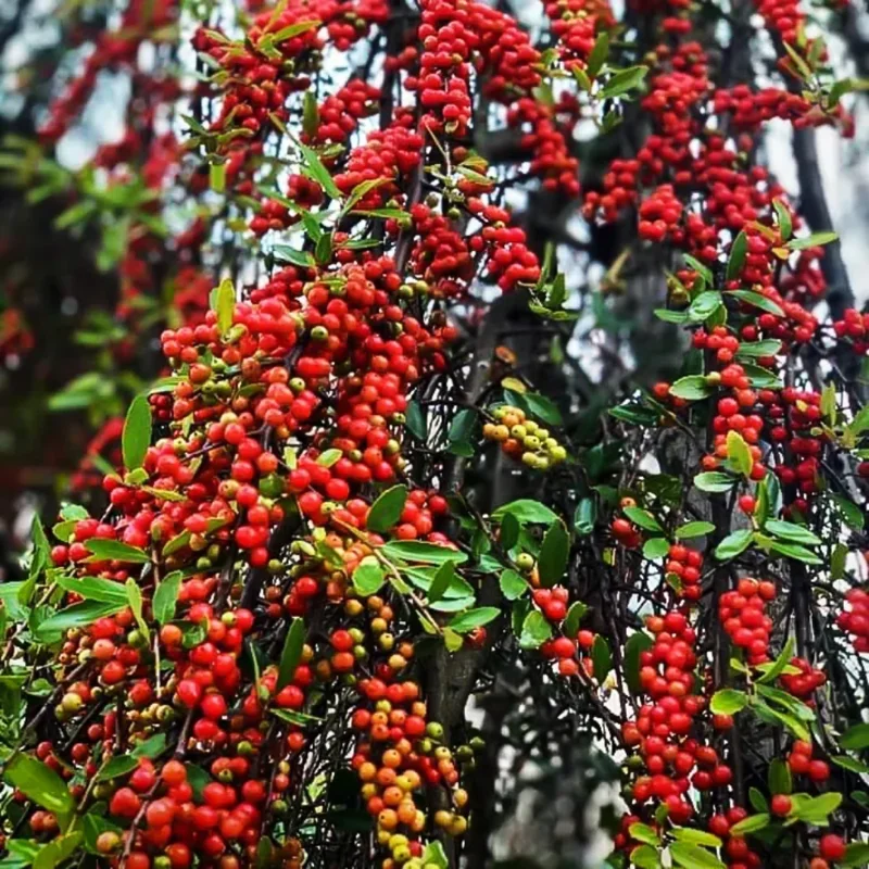 Ornamental Weeping Yaupon Holly Shrub - 4-8" Live Plant for Landscaping