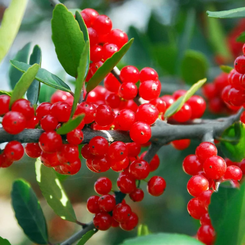 Ornamental Weeping Yaupon Holly Shrub - 4-8" Live Plant for Landscaping