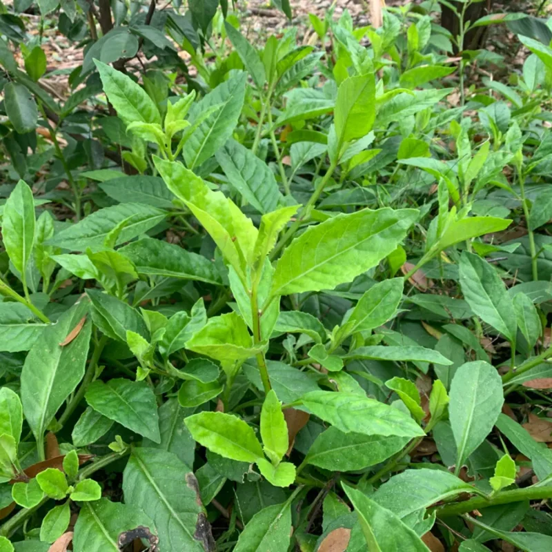 Longevity Spinach Plants - 3 Live Herb Plants - 4-6 Inches Tall - Garden Ready