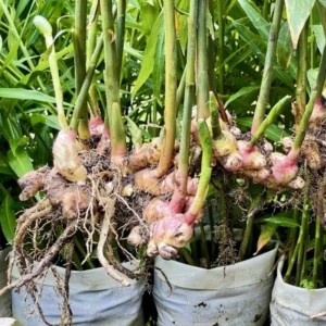 Ginger Plants Set of 3 - Live Well Rooted - 4-8