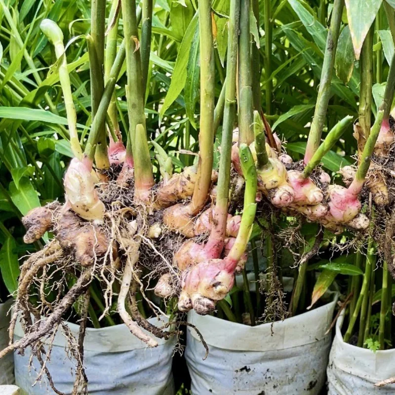 Ginger Plants Set of 3 - Live Well Rooted - 4-8" Tall - Indoor/Outdoor Growing