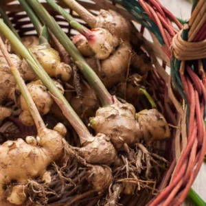 Ginger Plants Set of 3 - Live Well Rooted - 4-8" Tall - Indoor/Outdoor Growing