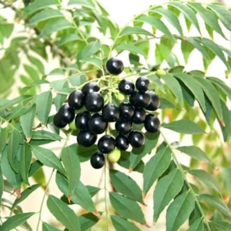 Curry Leaf Plant - Live Murraya Koenigii - 4-6 Inch Sweet Neem Tree