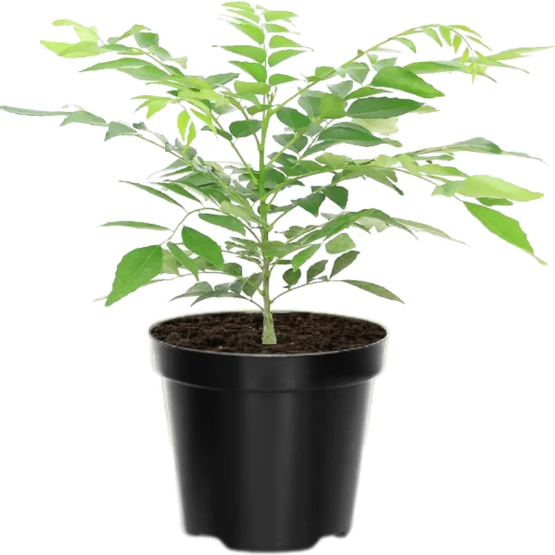 Curry Leaf Plant - Live Murraya Koenigii - 4-6 Inch Sweet Neem Tree