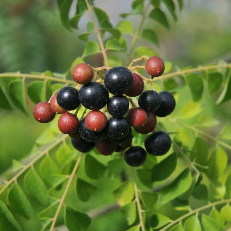 Curry Leaf Plant - Live Murraya Koenigii - 4-6 Inch Sweet Neem Tree