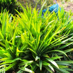 Live Pandan Plant 4-6 inch - Well-Rooted Indoor/Outdoor Herb