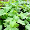 Cuban Oregano Plant - Live Culinary Herb, 4-6 Inch Tall, Planting Ready