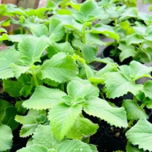 Cuban Oregano Plant - Live Culinary Herb, 4-6 Inch Tall, Planting Ready
