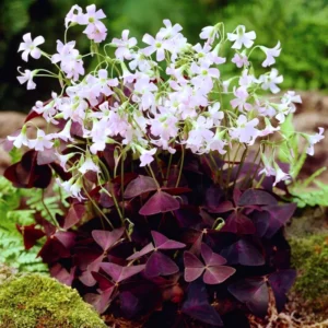 Purple Shamrock Plant Live - Oxalis Triangularis - 4-9 Inch Tall - Indoor Outdoor