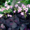 Purple Shamrock Plant Live - Oxalis Triangularis - 4-9 Inch Tall - Indoor Outdoor