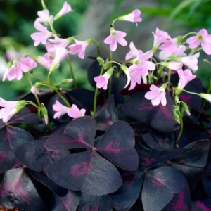 Purple Shamrock Plant Live - Oxalis Triangularis - 4-9 Inch Tall - Indoor Outdoor