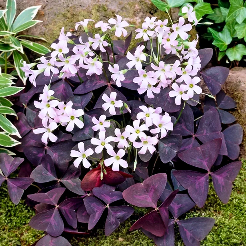 Purple Shamrock Plant Live - Oxalis Triangularis - 4-9 Inch Tall - Indoor Outdoor