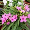 Mexican Petunia Live Plants 3-Pack, Pink Flowers, 4-8 Inch Tall Perennials