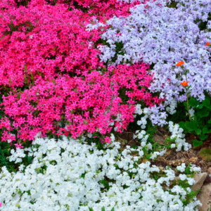 2 Creeping Phlox Live Plants - Phlox Perennial Seedlings - 4-6 Inch Ornamental Flowers