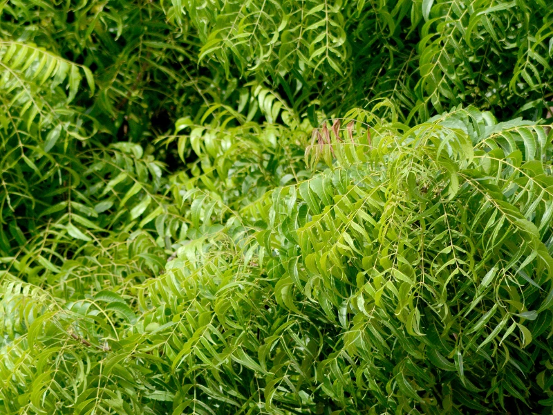 sweet neem leaves