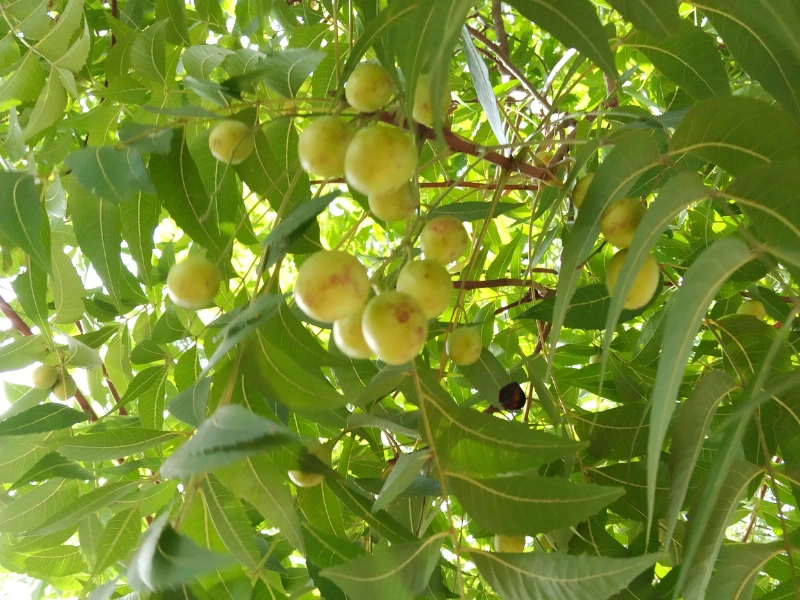 sweet neem leaves and fruits