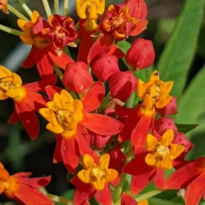 Live Milkweed Plants - 4 Red Milkweed Starter Plants 3-5 Inches - Attract Monarchs