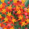 Live Milkweed Plants - 4 Red Milkweed Starter Plants 3-5 Inches - Attract Monarchs
