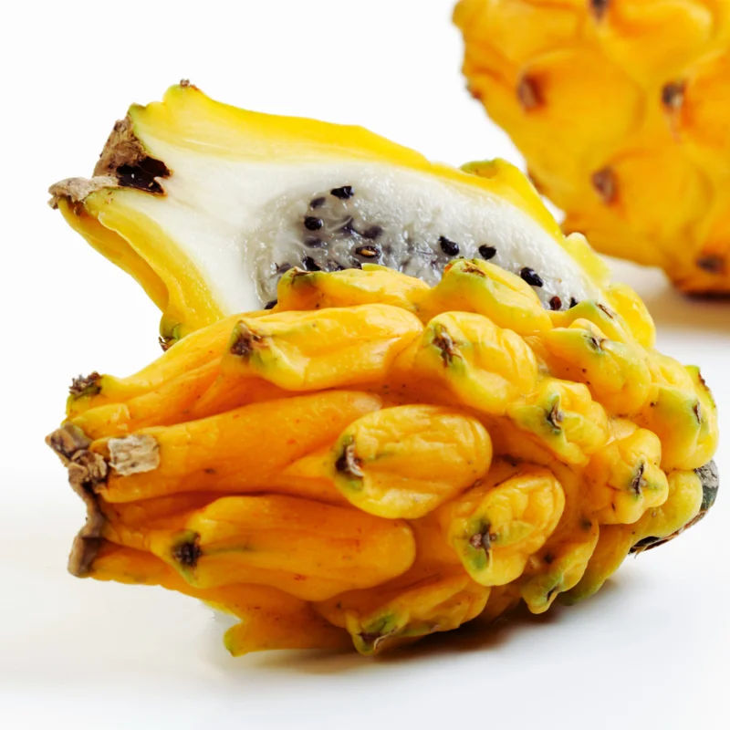 Dragon Fruit Plants Live Set - Starter Plants for Garden - 3-6 Inches