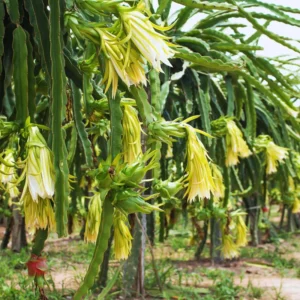 Dragon Fruit Plants Live Set - Starter Plants for Garden - 3-6 Inches