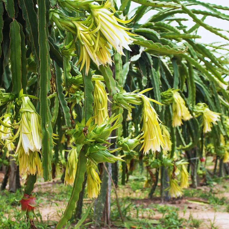 Dragon Fruit Plants Live Set - Starter Plants for Garden - 3-6 Inches