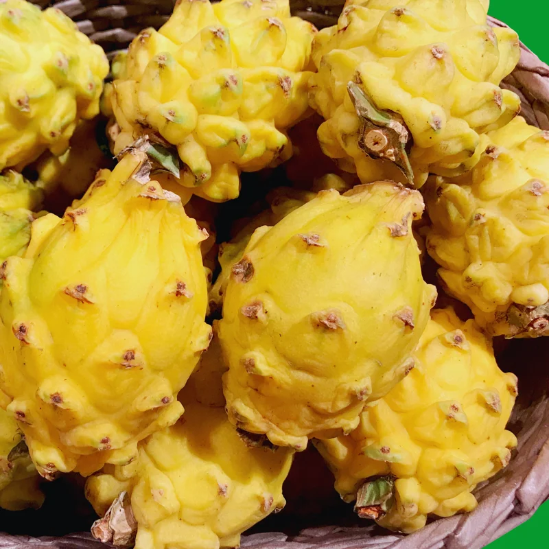 Dragon Fruit Plants Live Set - Starter Plants for Garden - 3-6 Inches