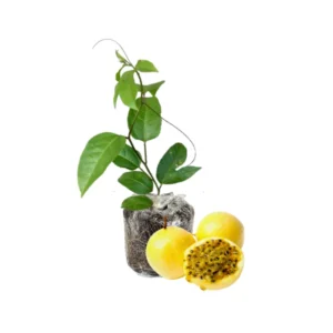 Yellow Passion Fruit Plant Live Vine 4-6 Inch Passion Plant