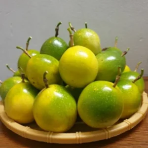 Yellow Passion Fruit Plant Live - Set of 2 - Vine Plant 4-6 Inches