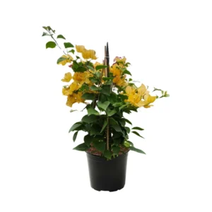 Gold Bougainvillea Plant Live - Starter Vine Plant