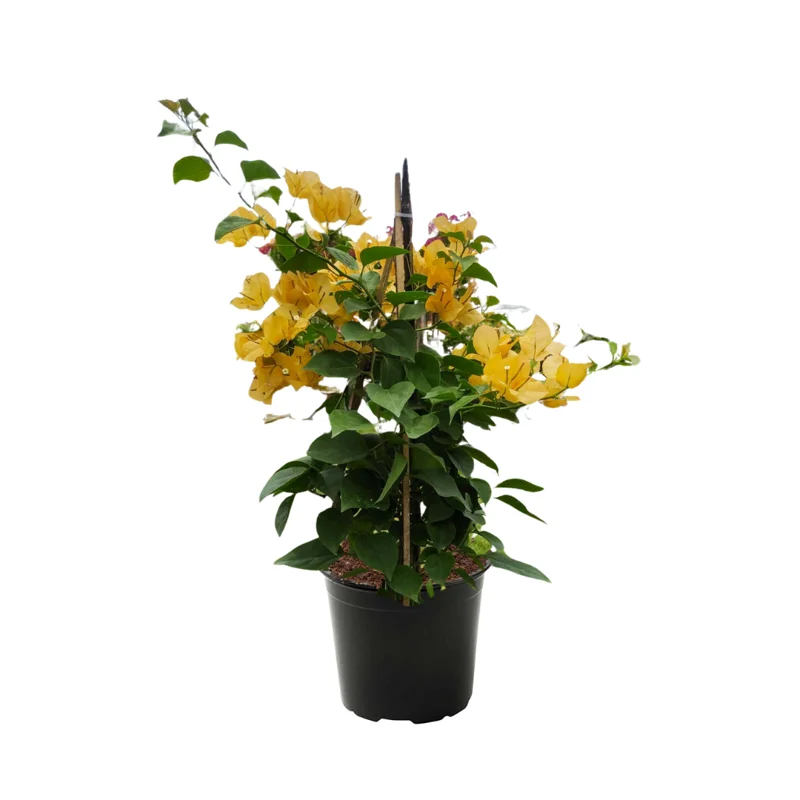 Gold Bougainvillea Plant Live - Starter Vine Plant
