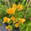 Gold Bougainvillea Plant Live - Starter Vine Plant