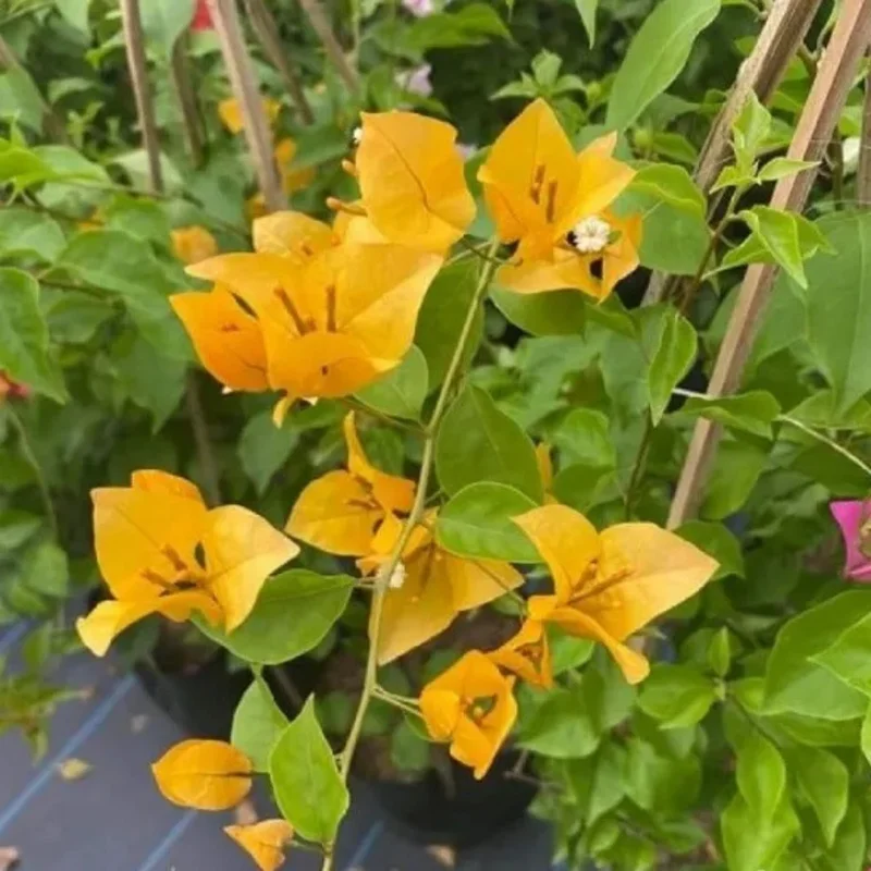 Gold Bougainvillea Plant Live - Starter Vine Plant