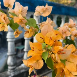 Bougainvillea Plants Live - Gold Flower Vine Plant For Gardening 4-6 Inch Starter Plants