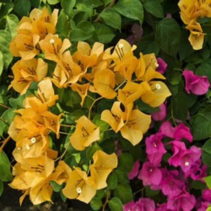 Bougainvillea Plants Live - Gold Flower Vine Plant For Gardening 4-6 Inch Starter Plants